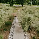 Laurus Buje