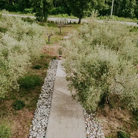 Laurus Buje