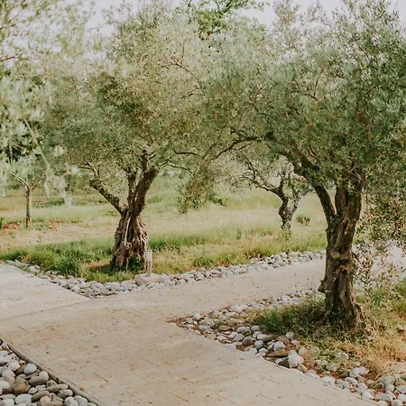 Laurus Buje